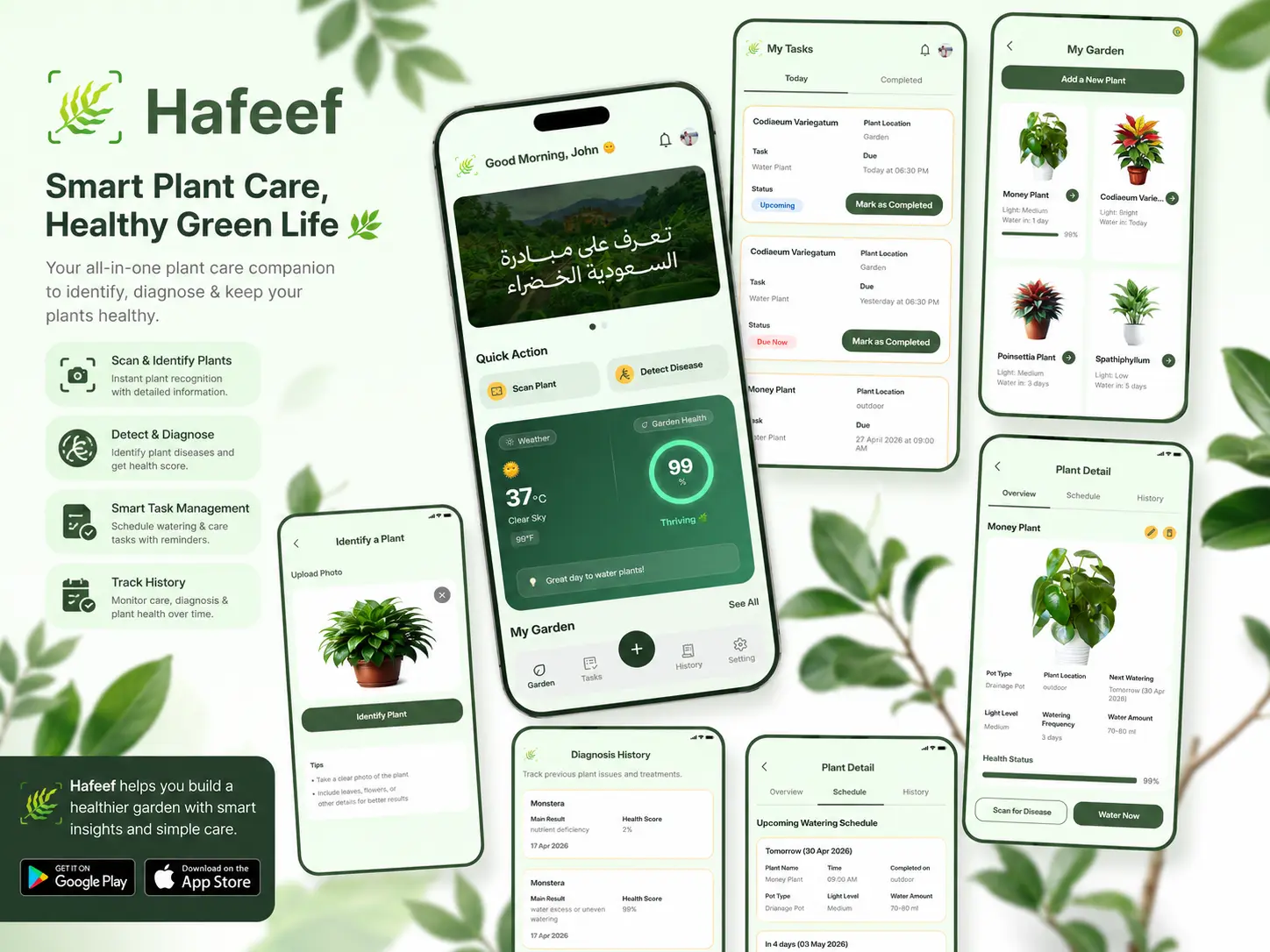 Hafeef